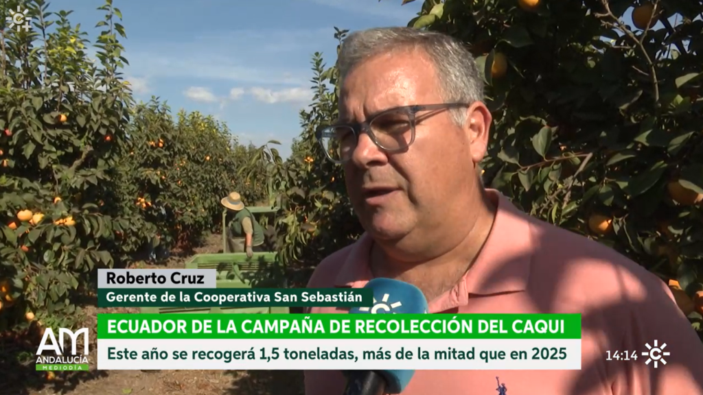 Caqui de la Cooperativa San Sebastián de Lora del Río en el reportaje de Canal Sur.